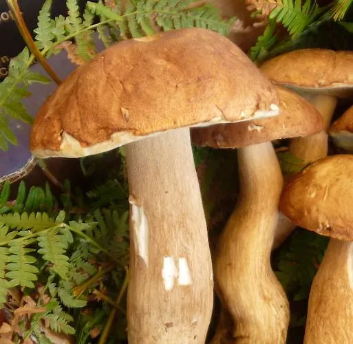 La Maison Du Parc Saint-Raphaël